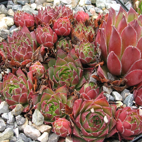 Молодило низкое изображение 1 артикул 7284