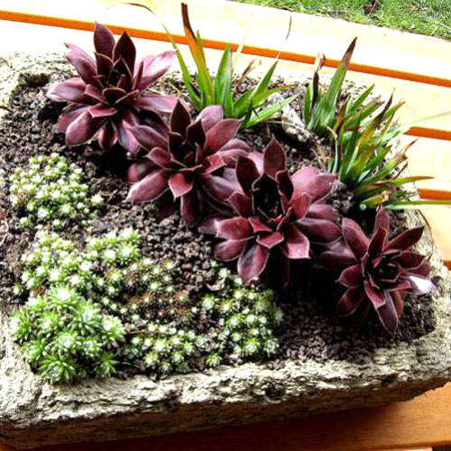 Молодило Отелло изображение 2 артикул 7283