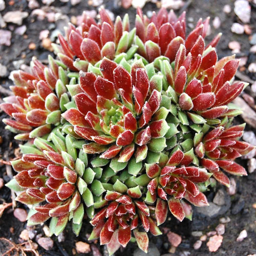 Молодило Ред Кинг изображение 1 артикул 7282