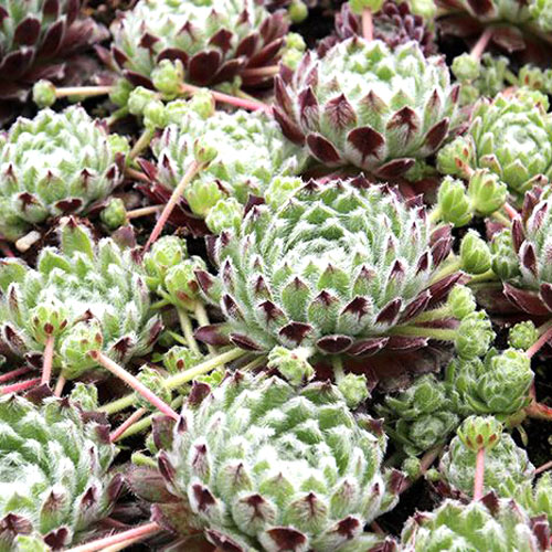 Молодило Ширли Джой изображение 2 артикул 7281