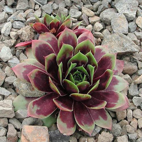 Молодило Топаз изображение 1 артикул 7280