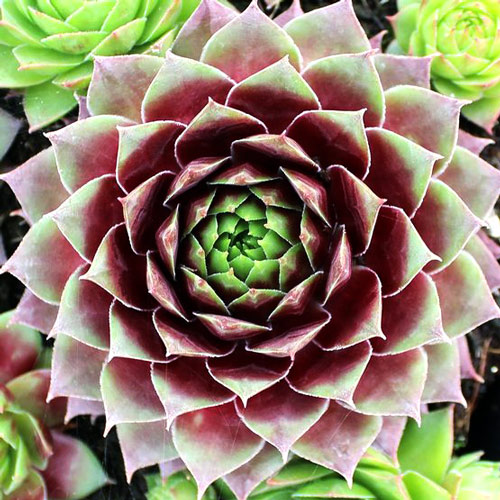 Молодило Топаз изображение 2 артикул 7280