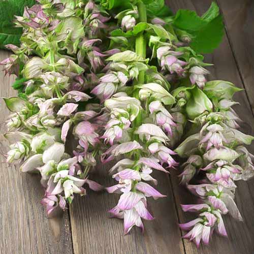 Шалфей Мускатный изображение 1 артикул 71306