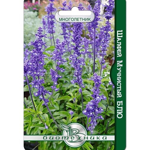 Шалфей овощной Блю, семена изображение 1 артикул 91537