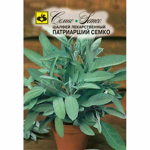 Шалфей Патриарший Семко изображение 1 артикул 40576