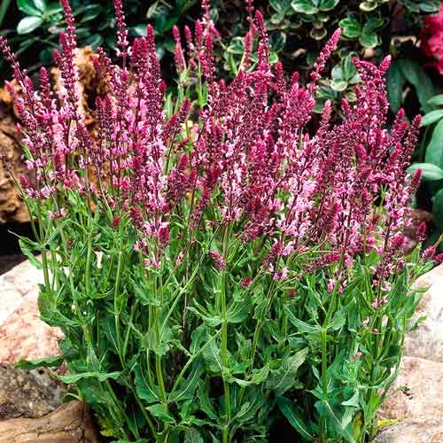 Шалфей Розеа изображение 1 артикул 01424