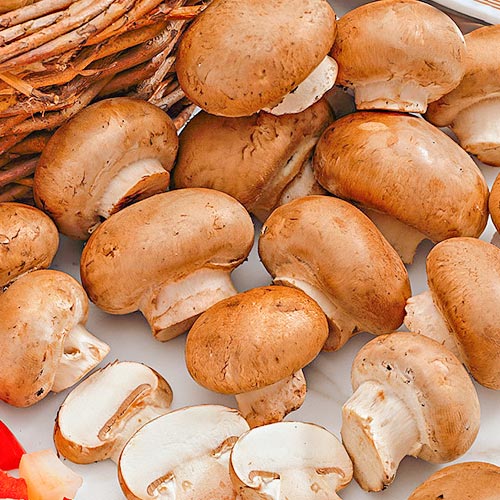 Шампиньон коричневый изображение 1 артикул 9781