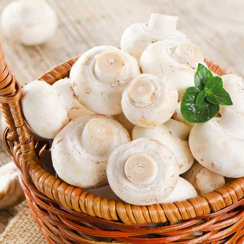 Шампиньон белый изображение 2 артикул 9742