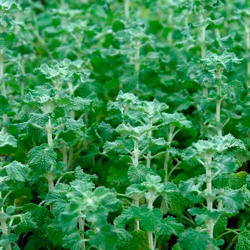 Шандра Здоровое сердце артикул фото 1 Шандра Здоровое сердце изображение 1 артикул 71307