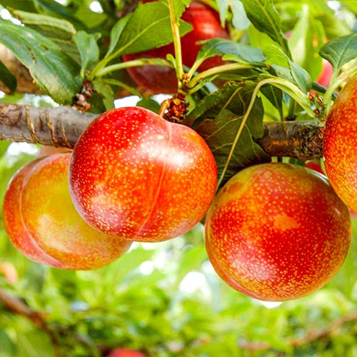 Шарафуга Белла Голд изображение 1 артикул 7046