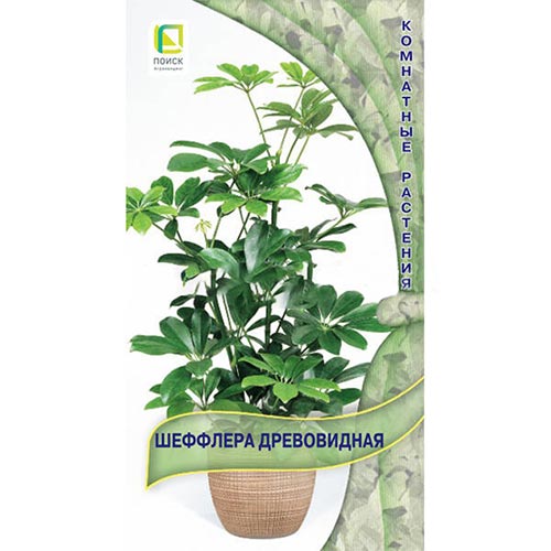 Шеффлера древовидная, семена изображение 1 артикул 93167