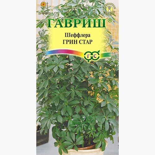 Шеффлера Грин Стар Гавриш изображение 1 артикул 97831