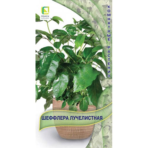 Шеффлера лучелистная, семена изображение 1 артикул 93168