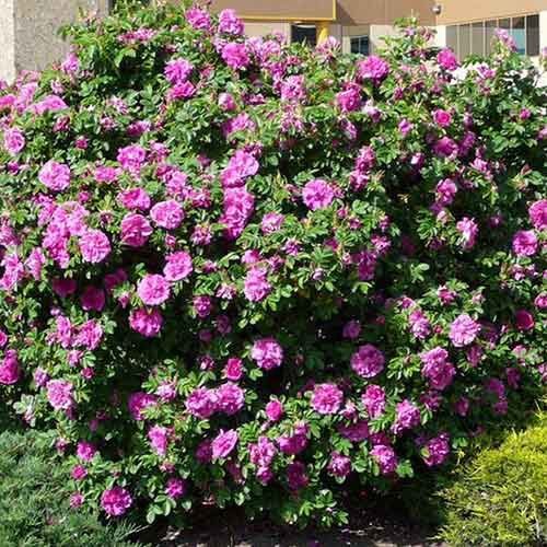 Шиповник Дартс Дефендер изображение 1 артикул 4801