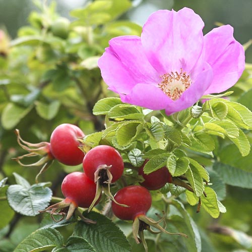 Шиповник яблочный изображение 1 артикул 9619