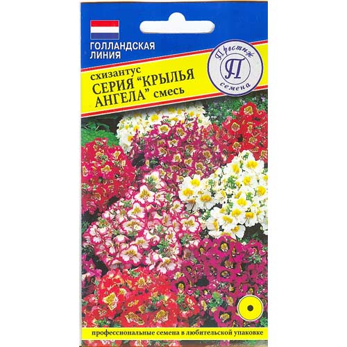 Схизантус Крылья Ангела, смесь окрасок Престиж изображение 1 артикул 71587