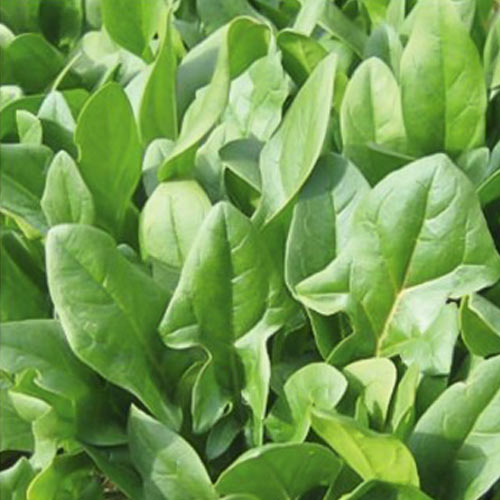Шпинат Гудвин изображение 1 артикул 69838