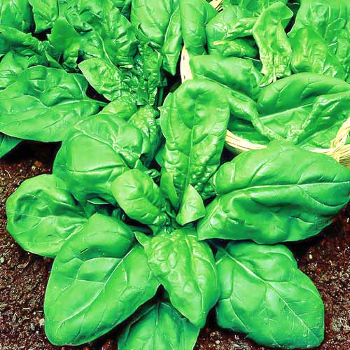 Шпинат Новозеландский изображение 1 артикул 71735
