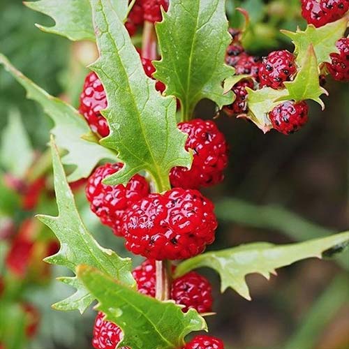 Шпинат Земляничный Русский огород НК изображение 1 артикул 71308