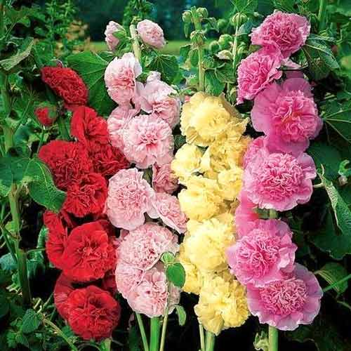 Шток-роза Летний карнавал, смесь окрасок изображение 1 артикул 66181