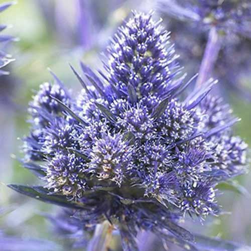 Синеголовник Беслехем изображение 1 артикул 70484