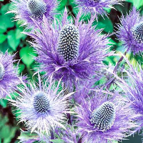 Синеголовник Блю Стар изображение 1 артикул 76232