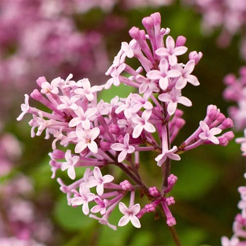 Сирень Мейера Флауэрфест Пинк изображение 1 артикул 01205