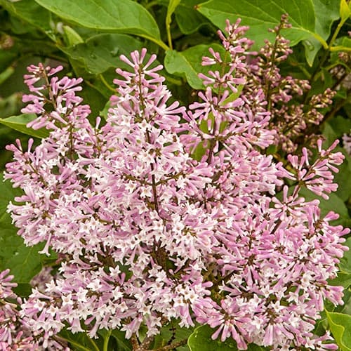 Сирень Miss Kim изображение 1 артикул 9161