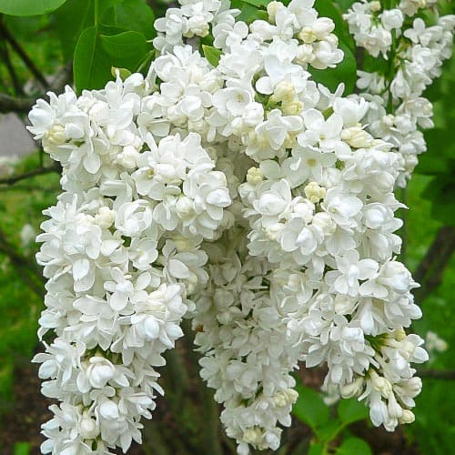 Сирень обыкновенная Мисс Элен Вилмот артикул фото 1 Сирень обыкновенная Мисс Элен Вилмот изображение 1 артикул 9162