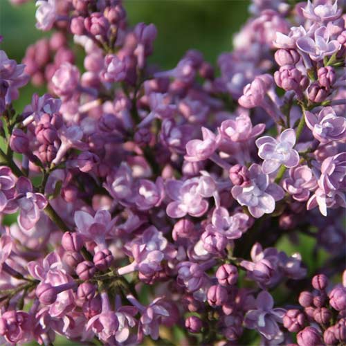 Сирень обыкновенная Дружба изображение 1 артикул 01207