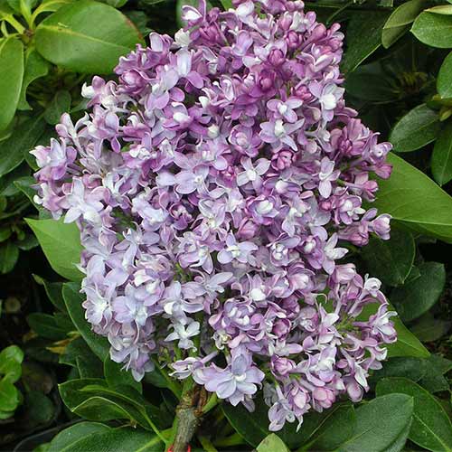 Сирень обыкновенная Изобилие изображение 1 артикул 01209