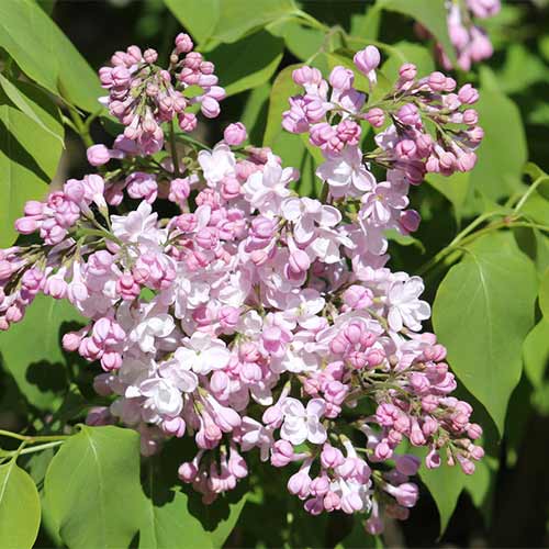 Сирень обыкновенная Жемчужина изображение 1 артикул 01208