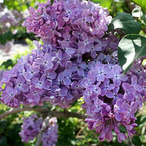 Сирень обыкновенная Мечта изображение 1 артикул 01212