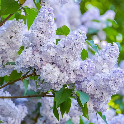 Сирень обыкновенная Нежность изображение 1 артикул 01213