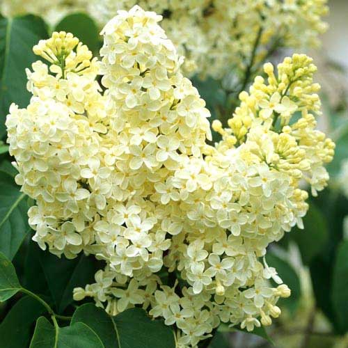 Сирень обыкновенная Примроуз изображение 1 артикул 9094