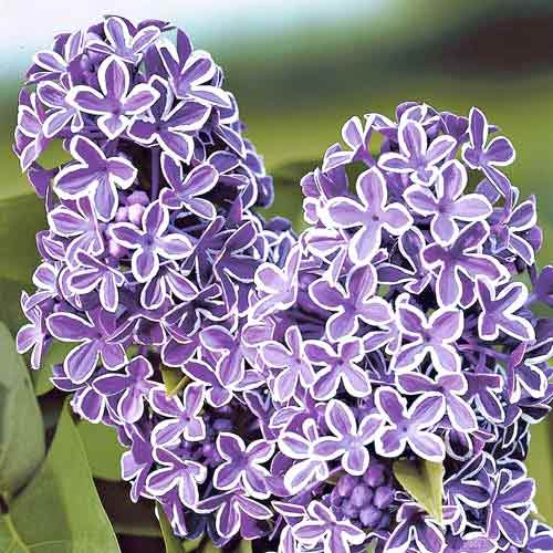 Сирень обыкновенная Сенсация изображение 1 артикул 9095