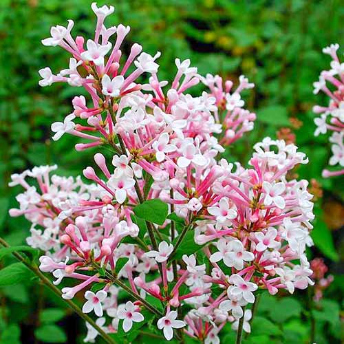 Сирень Суперба изображение 1 артикул 4807