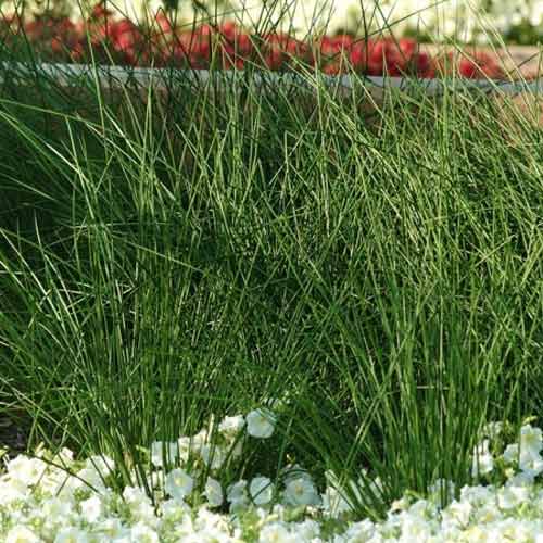 Ситник бледный Джавелин, семена артикул фото 1 Ситник бледный Джавелин, семена изображение 1 артикул 66311