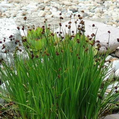 Ситник мечелистный Стархеад, семена изображение 3 артикул 66312