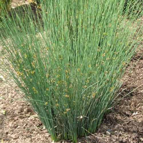 Ситник тонкий Блю Дарт, семена артикул фото 1 Ситник тонкий Блю Дарт, семена изображение 1 артикул 66313