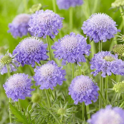Скабиоза Баттерфляй Блю изображение 1 артикул 01413