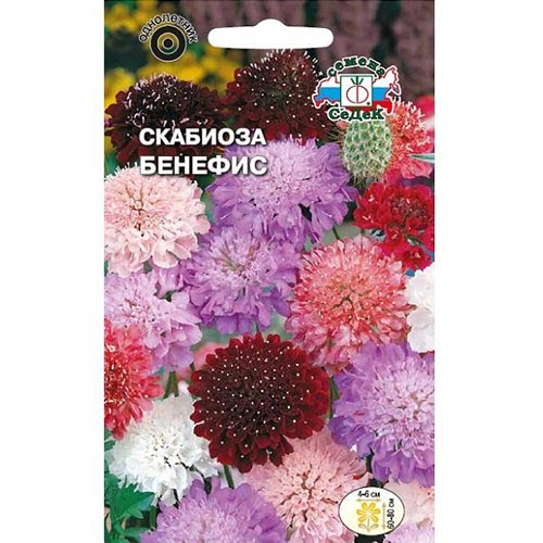Скабиоза Бенефис, смесь окрасок изображение 1 артикул 93972