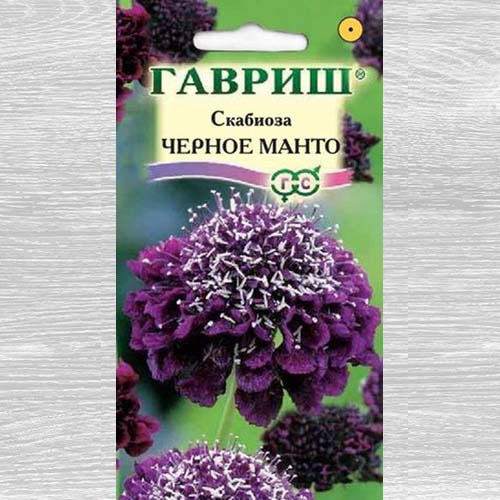 Скабиоза Чёрное манто изображение 1 артикул 73909
