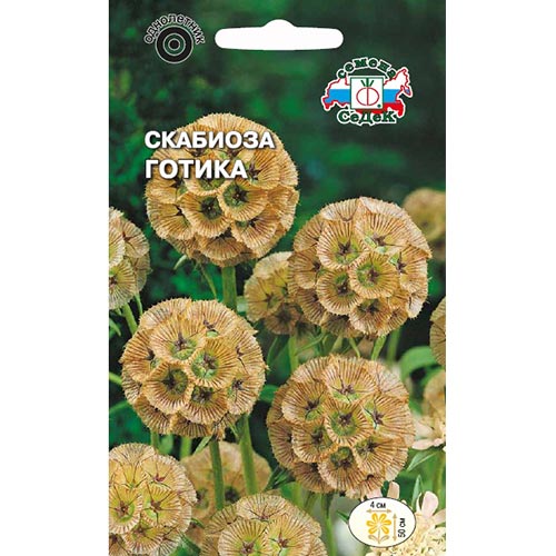 Скабиоза Готика, семена изображение 1 артикул 93973