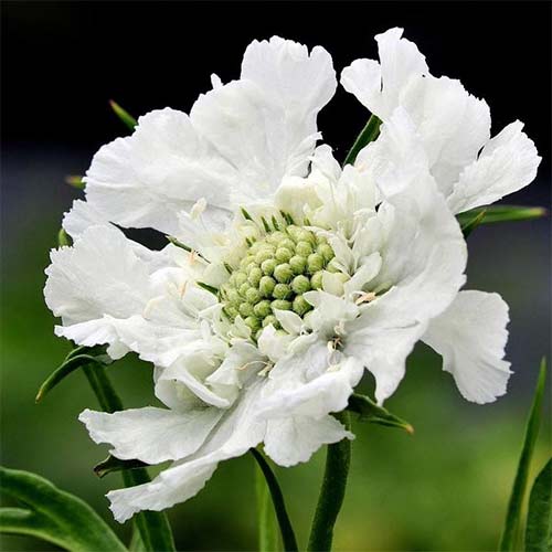 Скабиоза Перфекта Альба изображение 1 артикул 01414