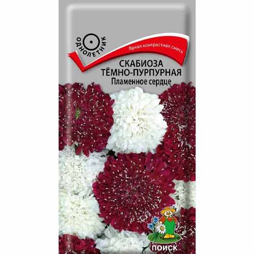 Скабиоза темно-пурпурная Пламенное сердце Поиск изображение 1 артикул 93114
