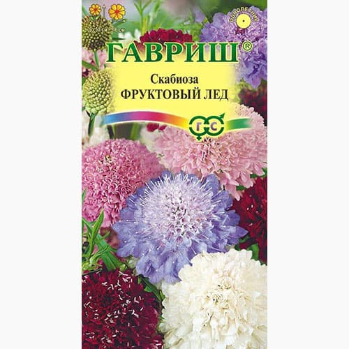 Скабиоза пурпурная Фруктовый лед Гавриш изображение 1 артикул 97816