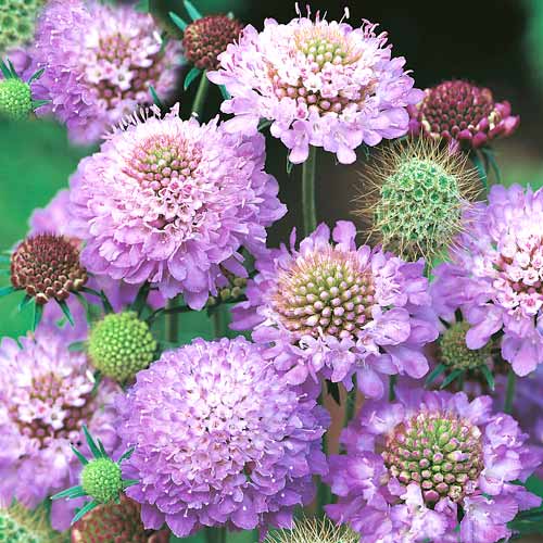 Скабиоза японская Бриллиант голубая изображение 1 артикул 71585