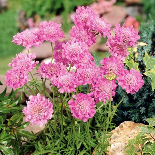 Скабиоза японская Бриллиант розовая артикул фото 1 Скабиоза японская Бриллиант розовая изображение 1 артикул 71586