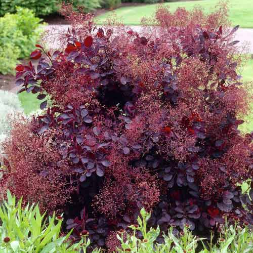 Скумпия кожевенная Роял Пёрпл изображение 2 артикул 9547